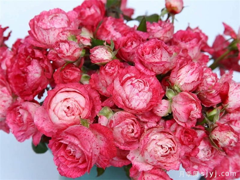 雪花肥牛月季/蜡烛夫人月季Lady Candle(图1)