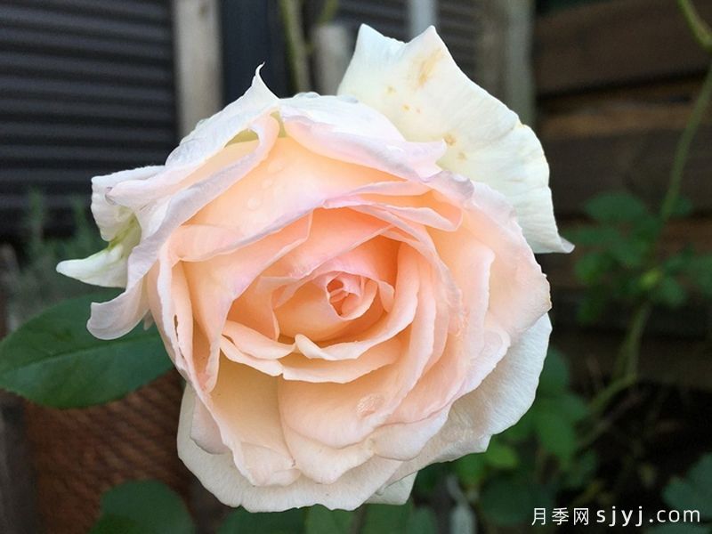 薰乃月季/熏乃月季Kaoruno(图1)