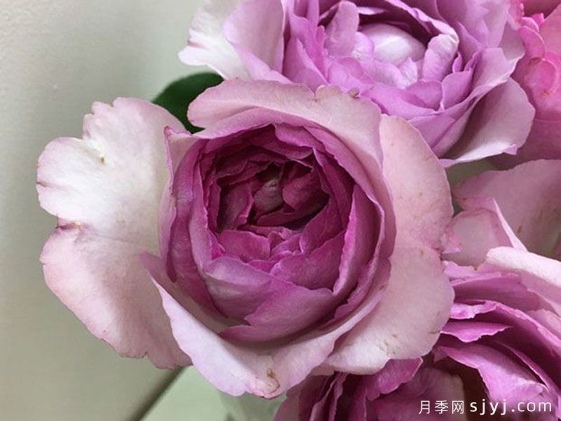 伊芙草莓树月季Fraisier(图2)