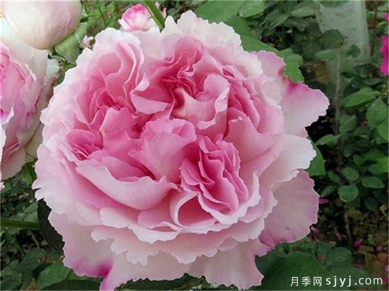 伊芙芳香催眠月季/伊芙二号月季Yves No2(图1)
