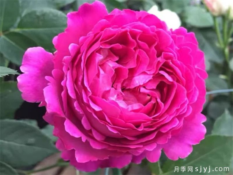 伊芙芳香花园月季/情迷芳香月季Scent Garden(图3)