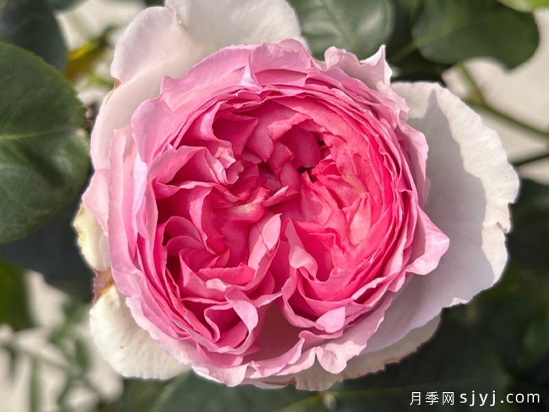 伊芙贵族香水月季Noble de Parfum(图1)