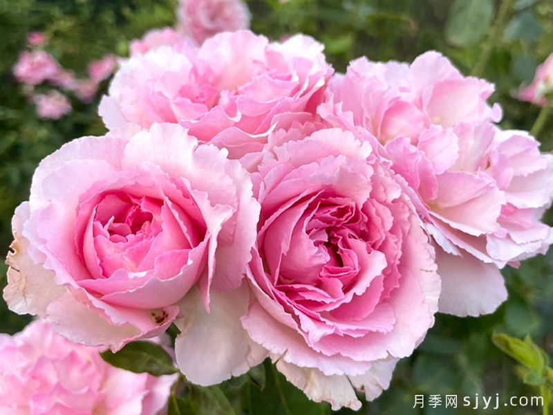 伊芙贵族香水月季Noble de Parfum(图2)