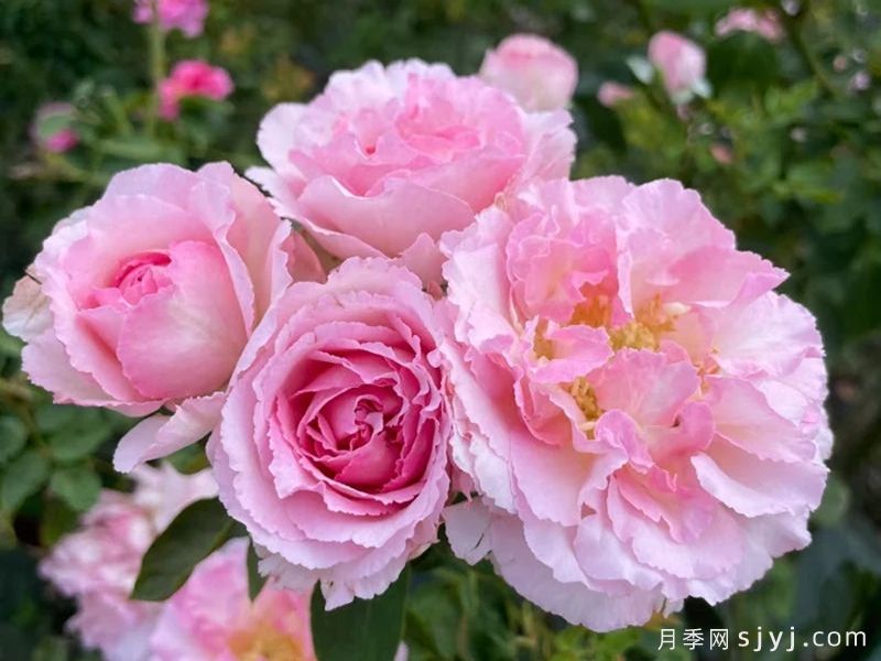 伊芙贵族香水月季Noble de Parfum(图4)