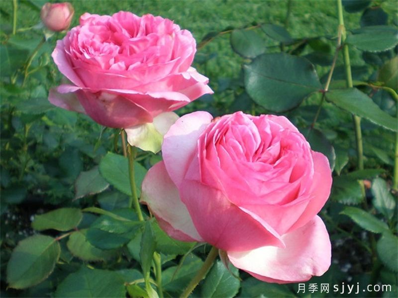 伊芙华尔兹梦月季/华尔兹之舞Waltz Dream(图1)