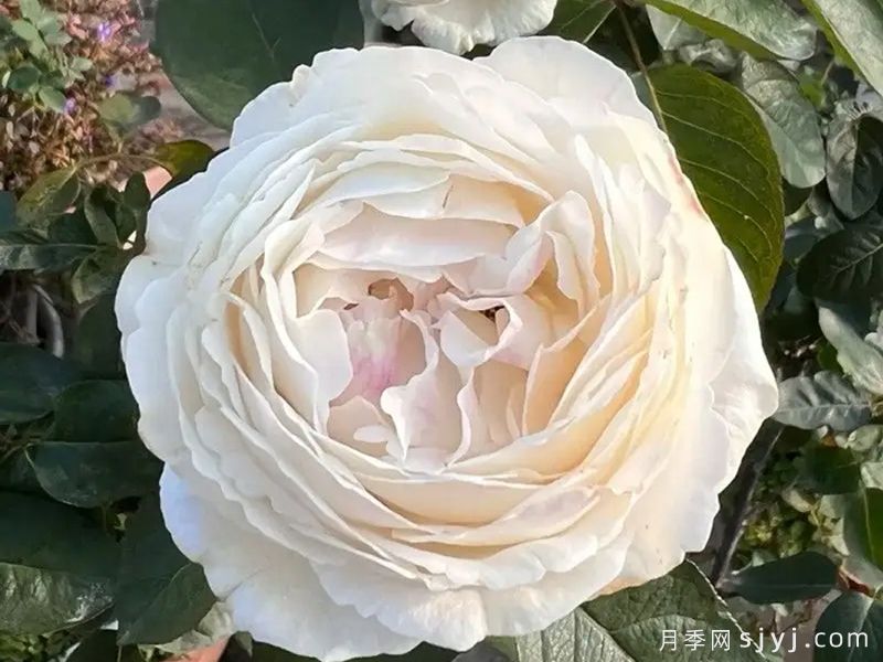 伊芙卡勒姆月季/皇家婚礼月季Yves Cullum(图1)