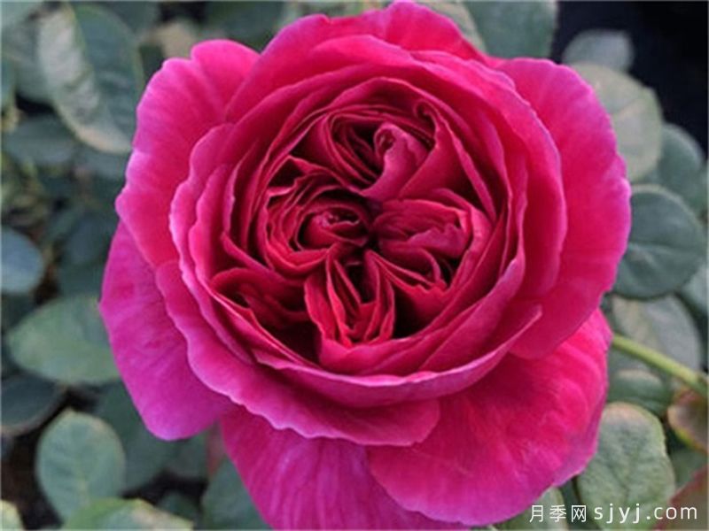 伊芙酒窖月季Yves Cantina(图2) 伊芙酒窖月季Yves Cantina(图2)