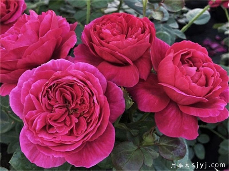 伊芙酒窖月季Yves Cantina(图1) 伊芙酒窖月季Yves Cantina(图1)