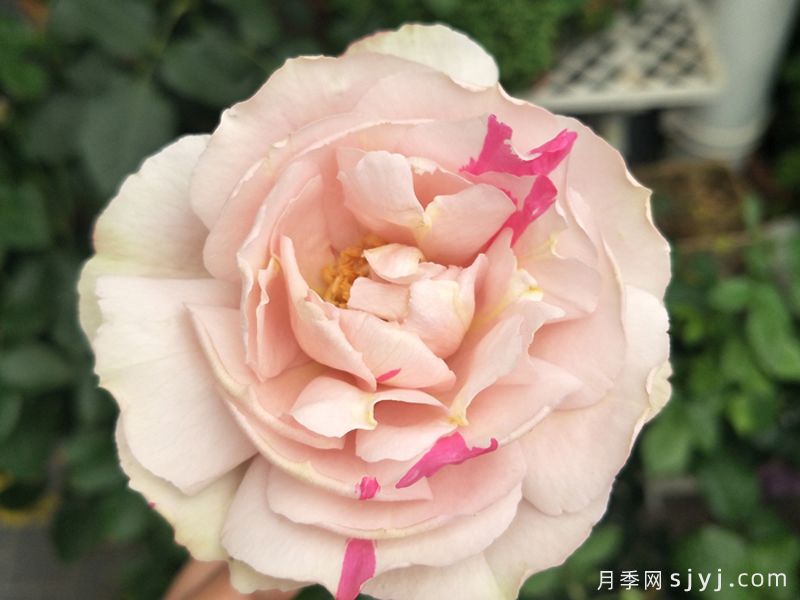 伊芙六号月季Yves No6(图2)