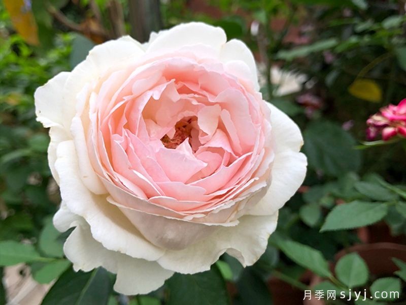 伊芙钱特玛丽月季Yves Chanter Marie(图1)