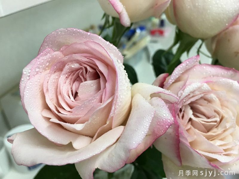 伊芙沙漠玫瑰月季(图1)