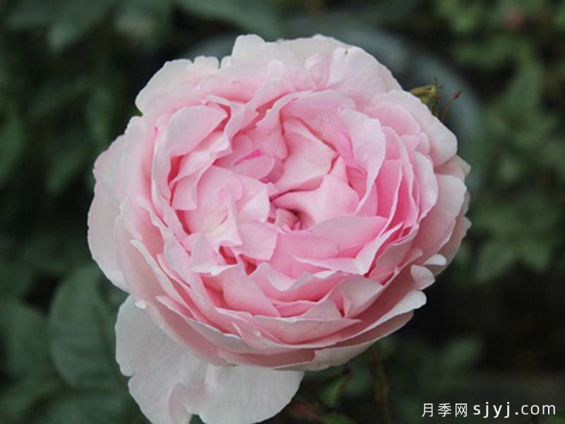 伊芙雪伯爵月季/伊芙雪吻月季Snow Piaget(图1)
