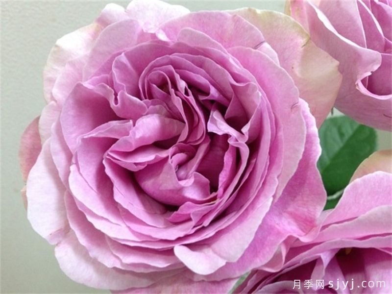 伊芙珍妮洛里奥月季/伊芙珍妮洛德Jeanne Loriod(图1)