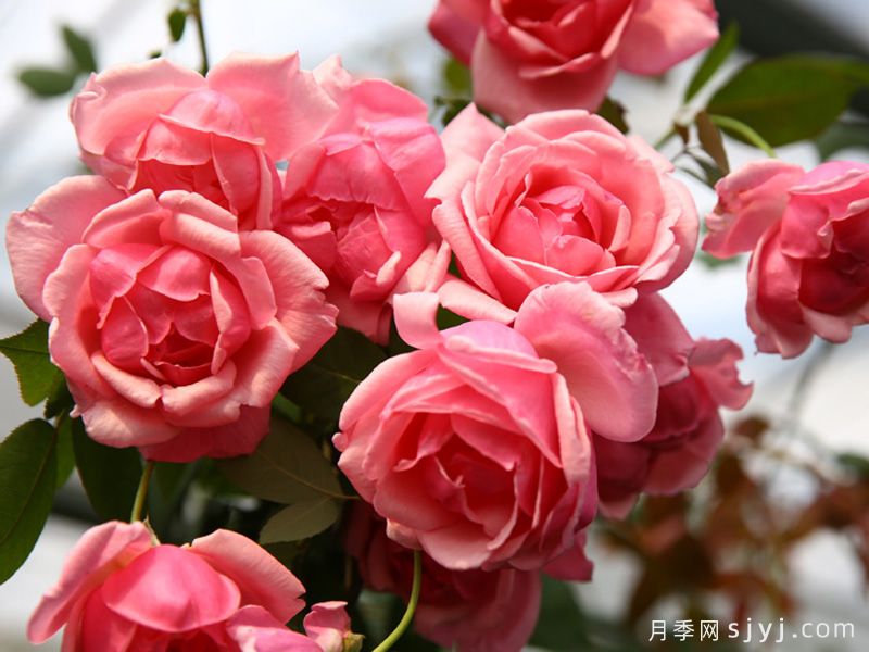 映日荷花月季(图2)