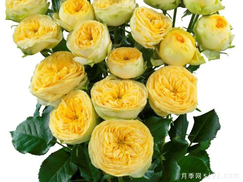 阳光潮流月季Sunny Trendsetter(图1)