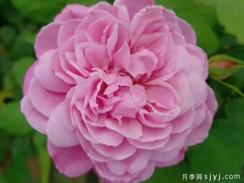 圆月魅影月季(图1)
