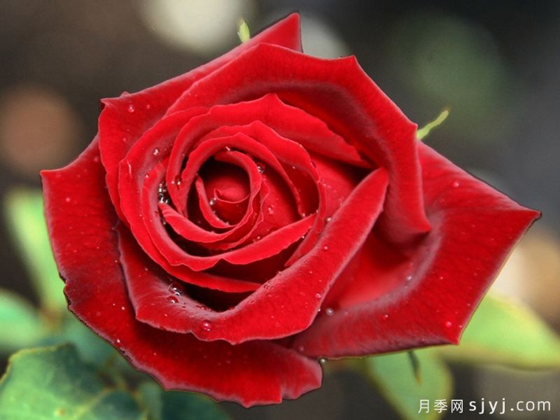 约瑟芬布鲁斯月季Josephine Bruce(图1)