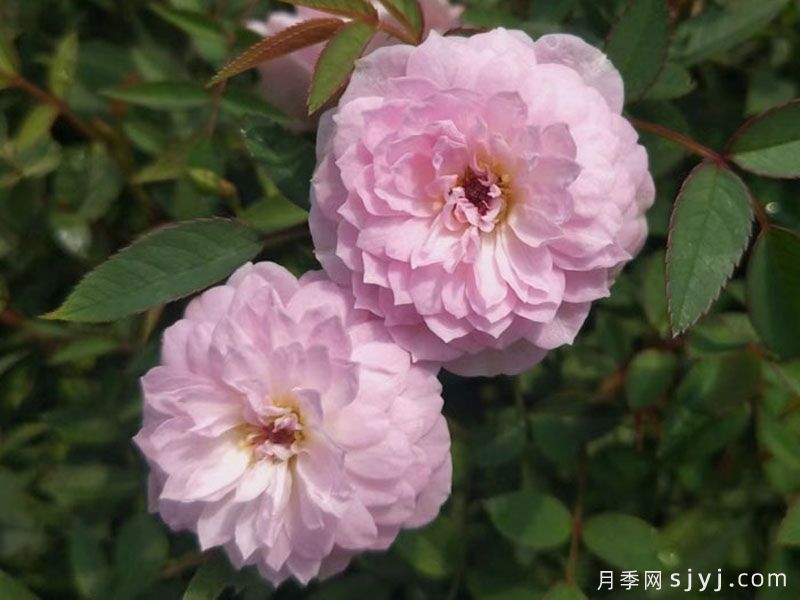 月瞳月季(图1)