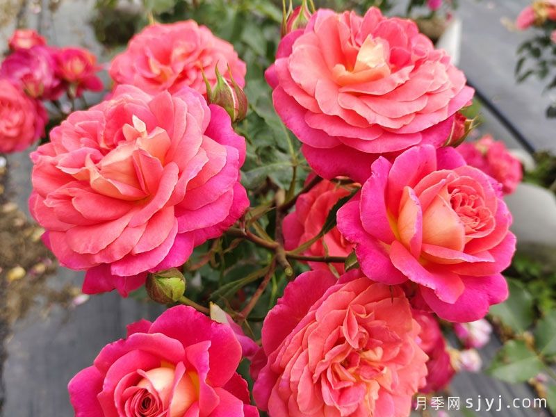 仲夏月季/盛夏月季Midsummer(图2)