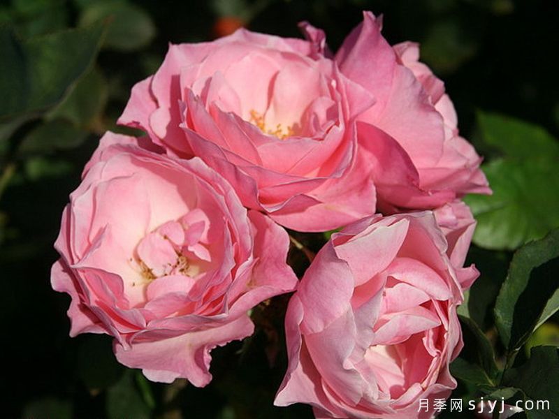 美好灵感月季/甜蜜灵感Sweet Inspiration(图2)