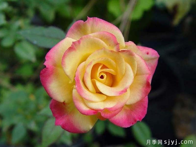 蜜蜂膝盖月季/非常出色月季Bees Knees(图2) 蜜蜂膝盖月季/非常出色月季Bees Knees(图2)