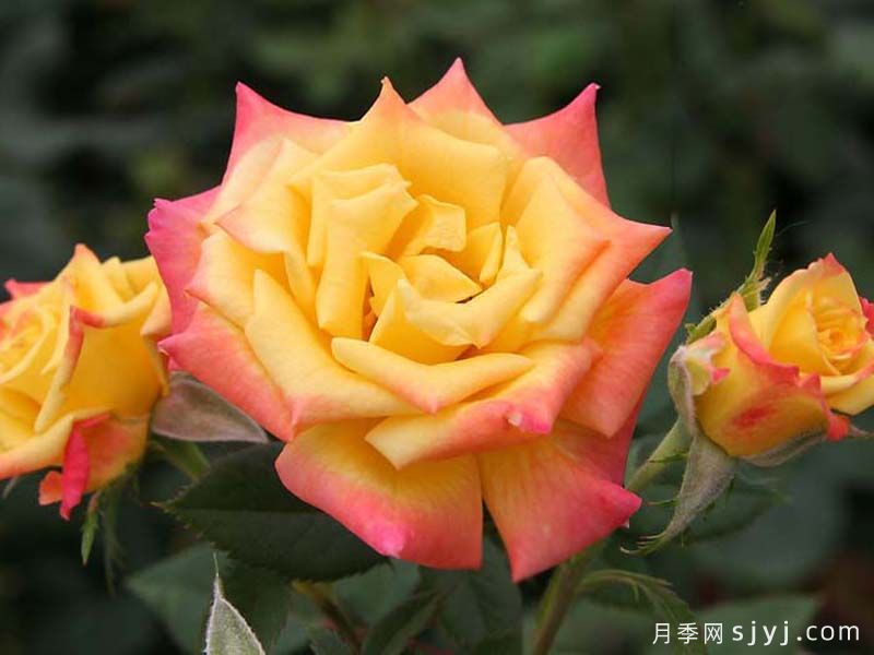 蜜蜂膝盖月季/非常出色月季Bees Knees(图1) 蜜蜂膝盖月季/非常出色月季Bees Knees(图1)