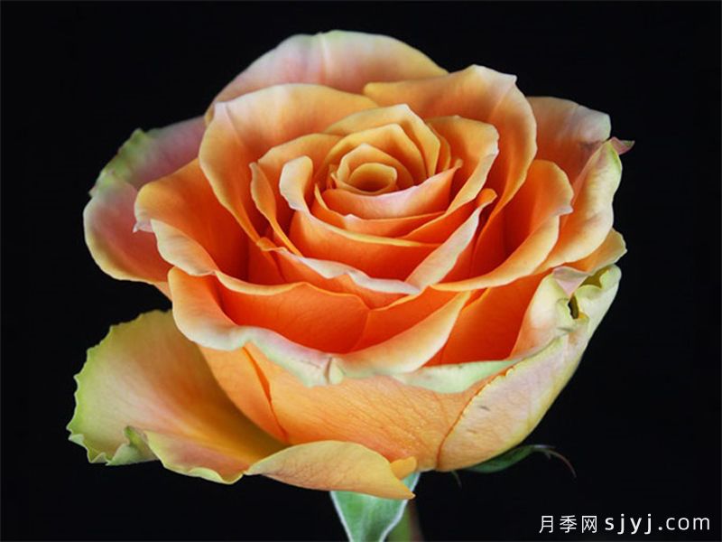 蜜桃激情月季/桃色激情Peach X-pression(图1)