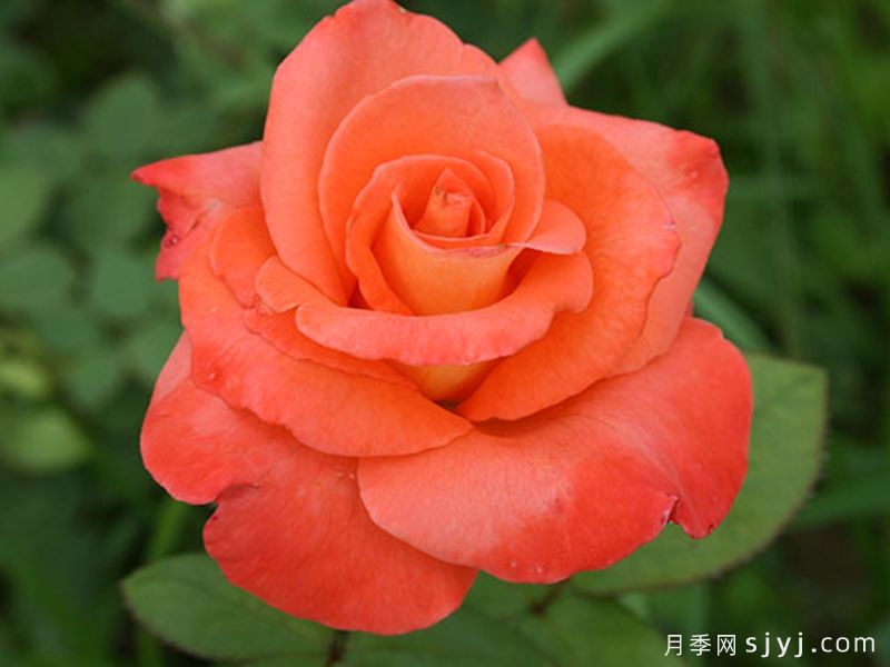民俗月季(图1)