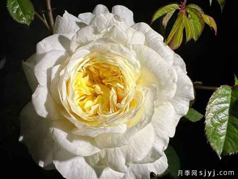 柠檬味砂糖月季Lemon Scent(图1)