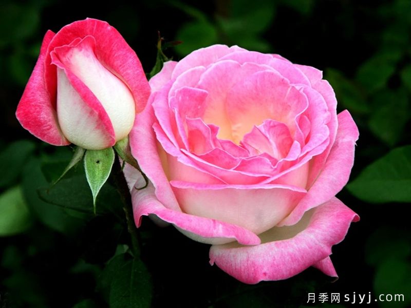 情歌月季(图1)