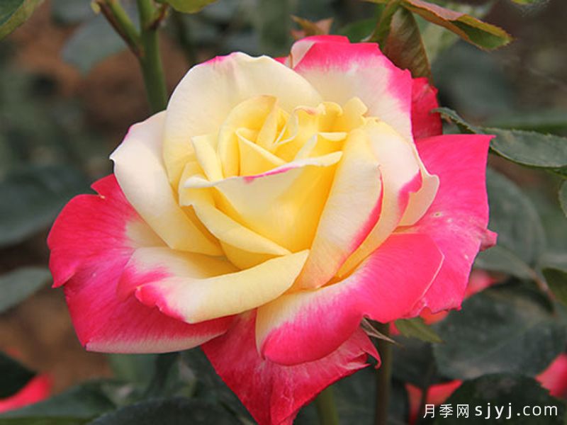 荣光月季Eiko(图2)