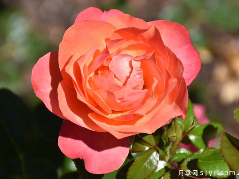 珊瑚狮子月季Coral Lions Rose(图2)