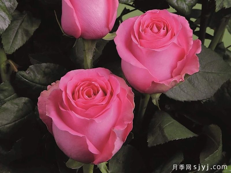 上海夫人月季/上海淑女Shanghai Lady(图1)