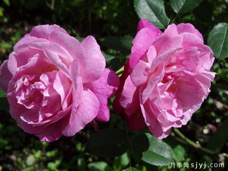 苏菲的永恒月季/索菲的长青Sophies Perpetual(图1)