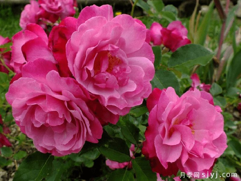 苏菲的永恒月季/索菲的长青Sophies Perpetual(图2)