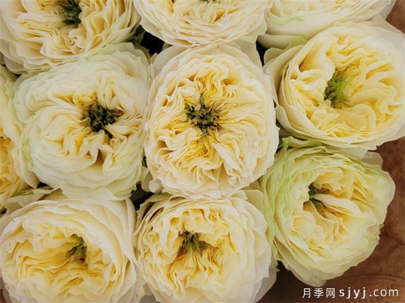 索尔斯伯里山月季Solsbury Hill(图2)