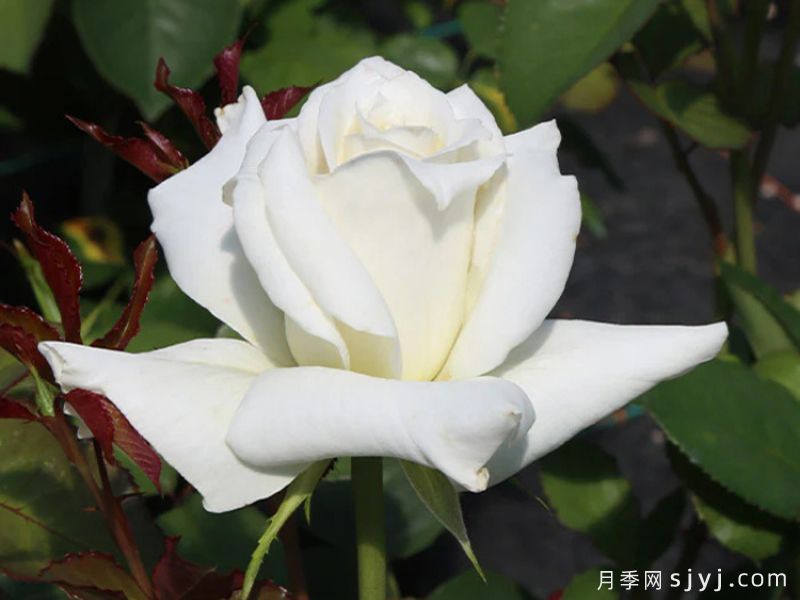 帕斯卡利月季Pascali(图2)
