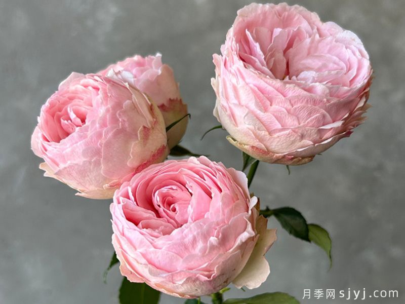 曼斯菲尔德庄园月季/泰林月季/酷皮Mansfiled Park(图1)