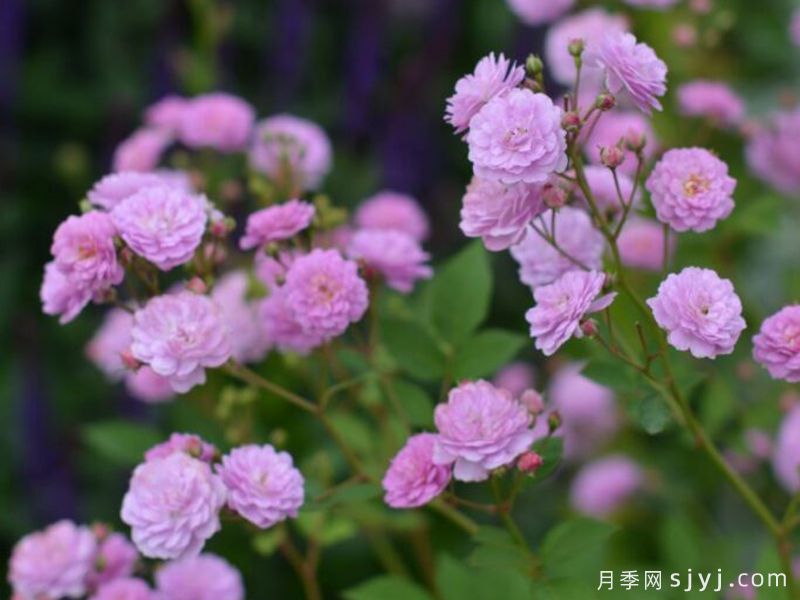吕内维尔月季Luneville(图2)
