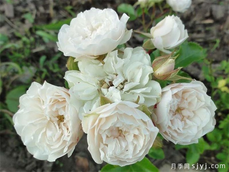 绿冰月季Green Ice(图5)