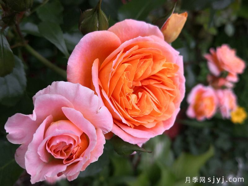 芒果阳台月季/芒果月季Mango Veranda(图3) 芒果阳台月季/芒果月季Mango Veranda(图3)