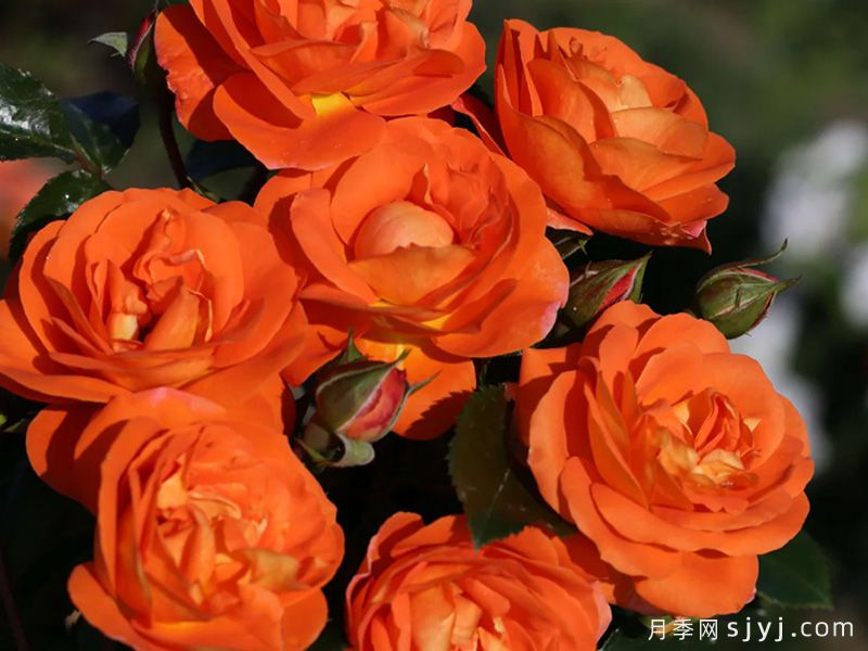 芒果阳台月季/芒果月季Mango Veranda(图2) 芒果阳台月季/芒果月季Mango Veranda(图2)