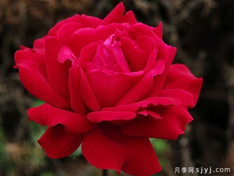 微笑月季Hohoeml(图1)