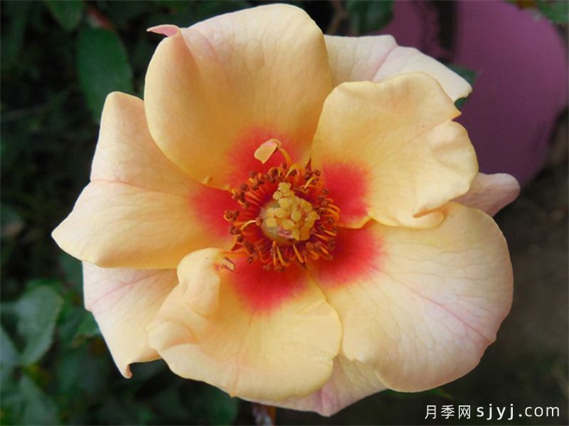 桃色甜蜜斑点月季Sweet Spot Peach(图1)