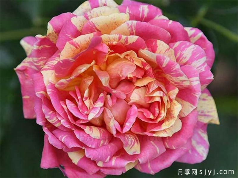 四季之香月季Shiki no Kaori(图1) 四季之香月季Shiki no Kaori(图1)
