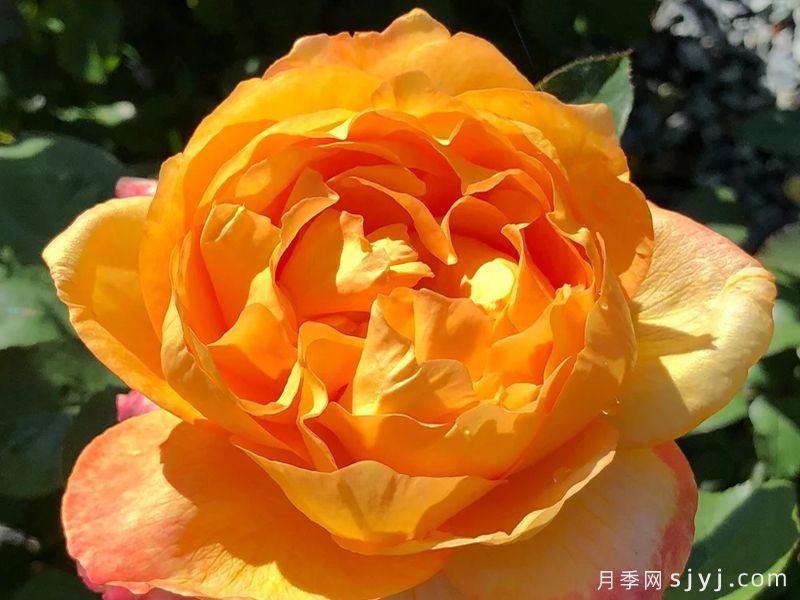 毛伊岛日出月季/狄亚尼拉默Maui Sunrise(图3) 毛伊岛日出月季/狄亚尼拉默Maui Sunrise(图3)