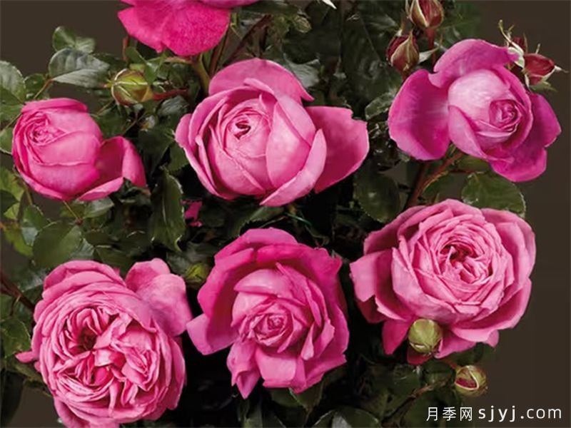 娜塔莉月季Natalie Renaissance(图1)