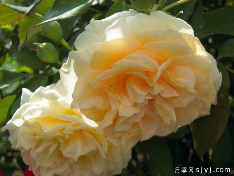乔斯琳萨拉维特月季Jocelyne Salavert(图2)