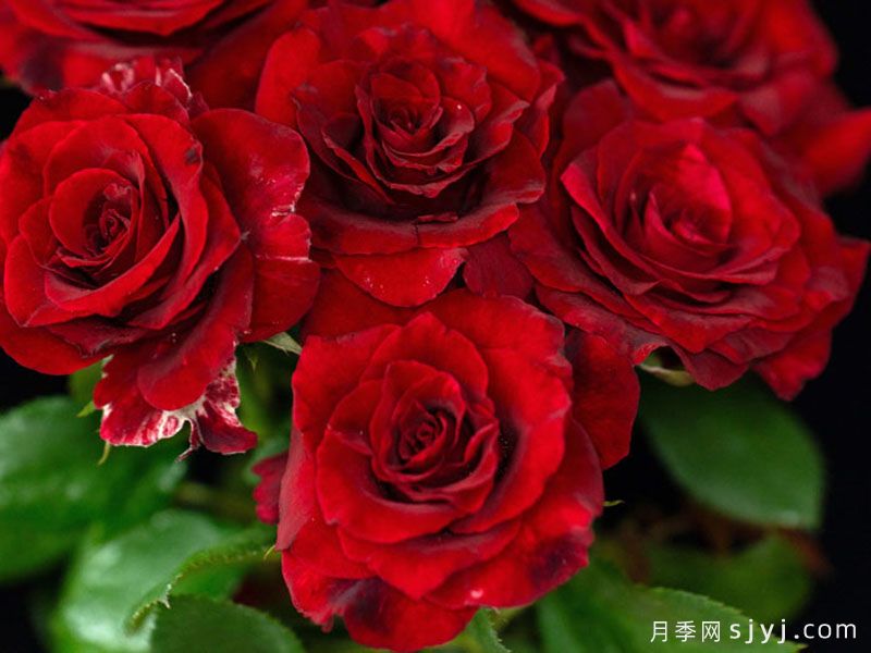 四时锦月季(图2)