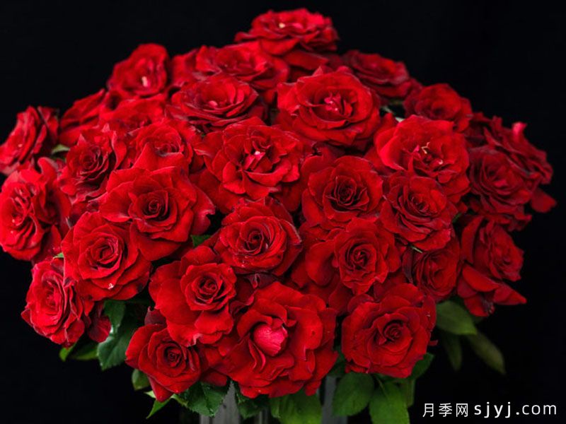 四时锦月季(图4)